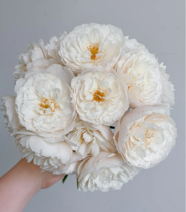 William and Catherine Rose丨Your roses