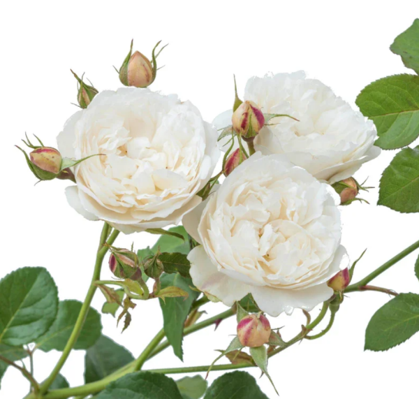 William and Catherine Rose for sale丨Your roses