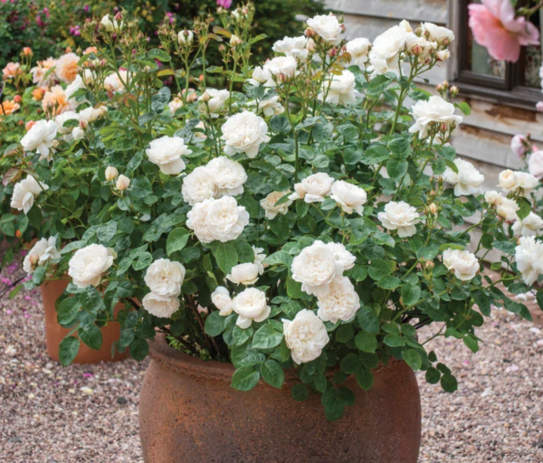 david austin rose william and catherine丨Your roses