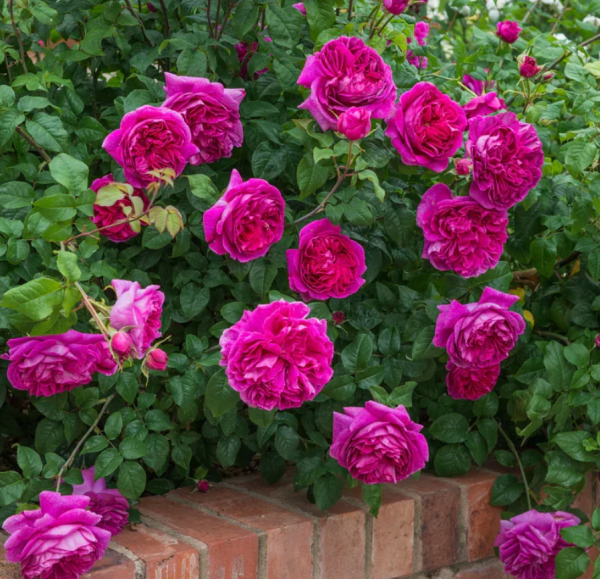 young lycidas rose bush丨Your roses