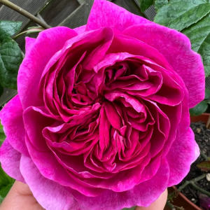 young lycidas rose丨Your roses