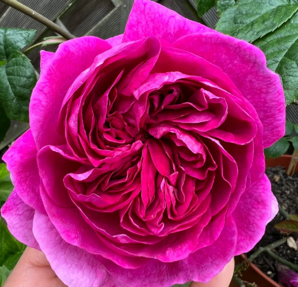 young lycidas rose丨Your roses