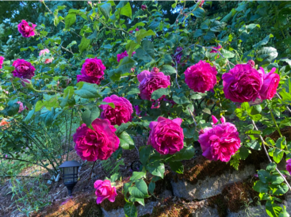 young lycidas rose for sale丨Your roses