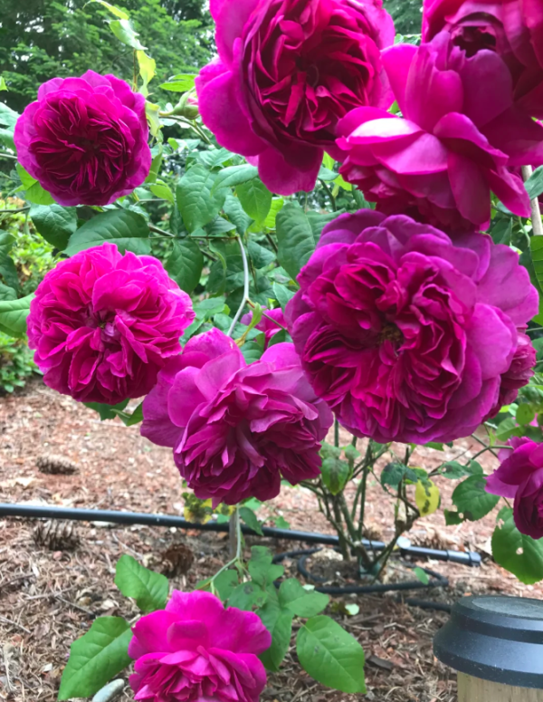 AUSvibrant Rose丨Your roses