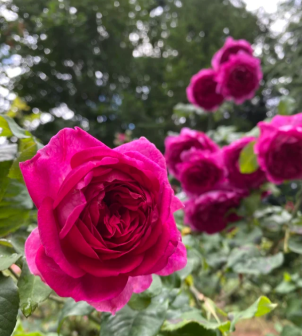 david austin rose young lycidas丨Your roses
