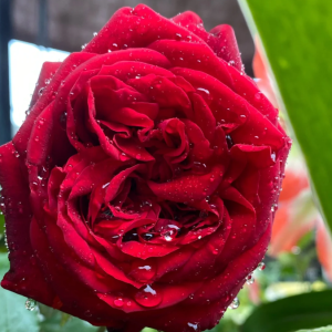 Admiral Rose丨Your roses