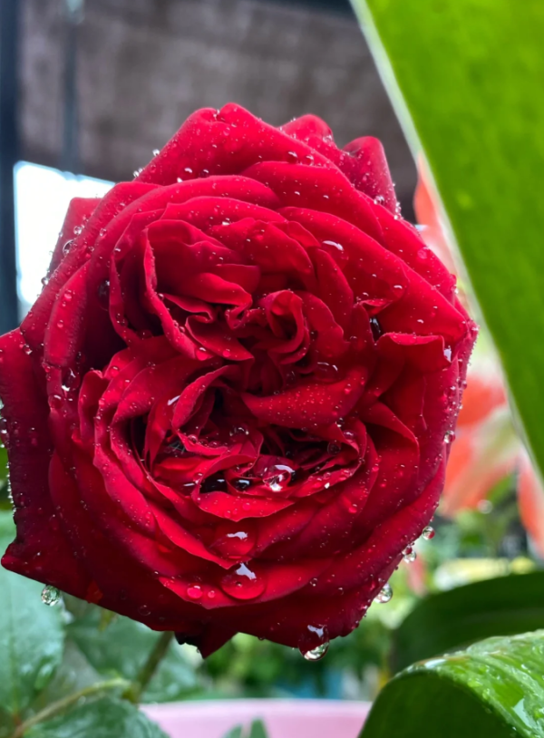 Admiral Rose丨Your roses