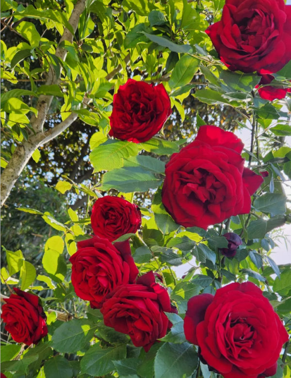 Admiral Rose Plant丨Your roses