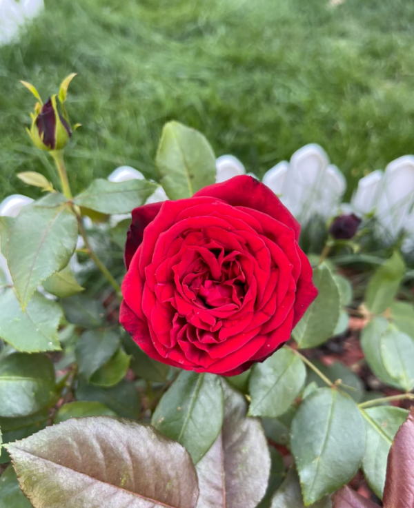 Admiral Rosen丨Your roses