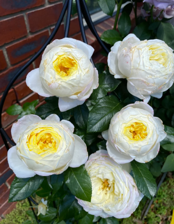 Amnesty Internationa Rose丨Your roses