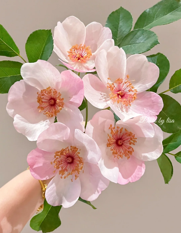 Astronomia Rose for sale丨Your roses