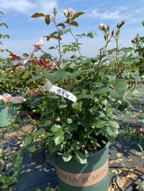 Astronomia Rose for sale丨Your roses