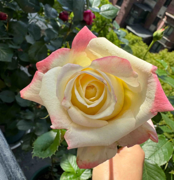 Athena Roses丨Your roses