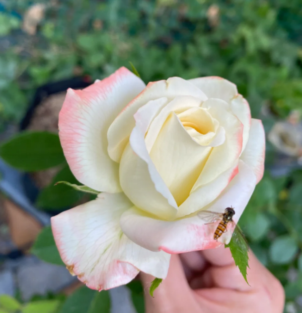 Athena Rose for sale丨Your roses