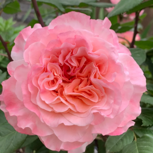 Augusta Luise Rose丨Your roses