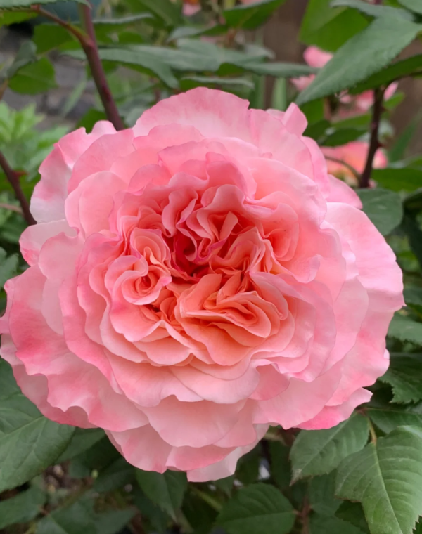 Augusta Luise Rose丨Your roses