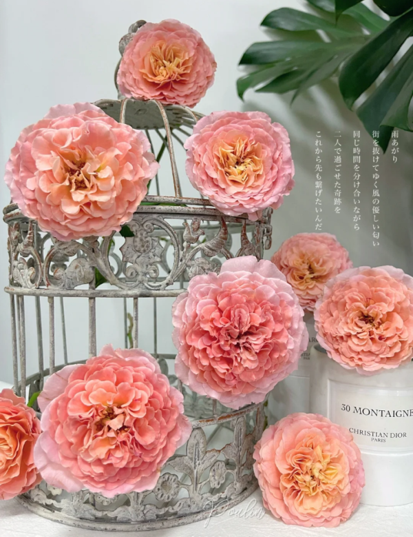 Augusta Luise Rose for sale丨Your roses