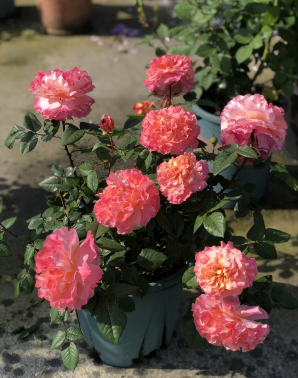 rose augusta luise丨Your roses