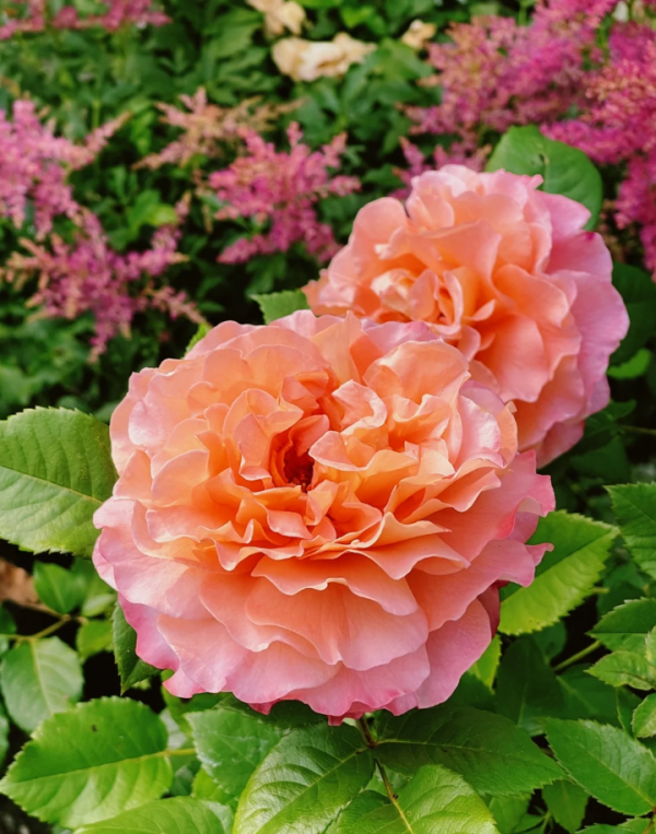 rose augusta luise for sale丨Your roses