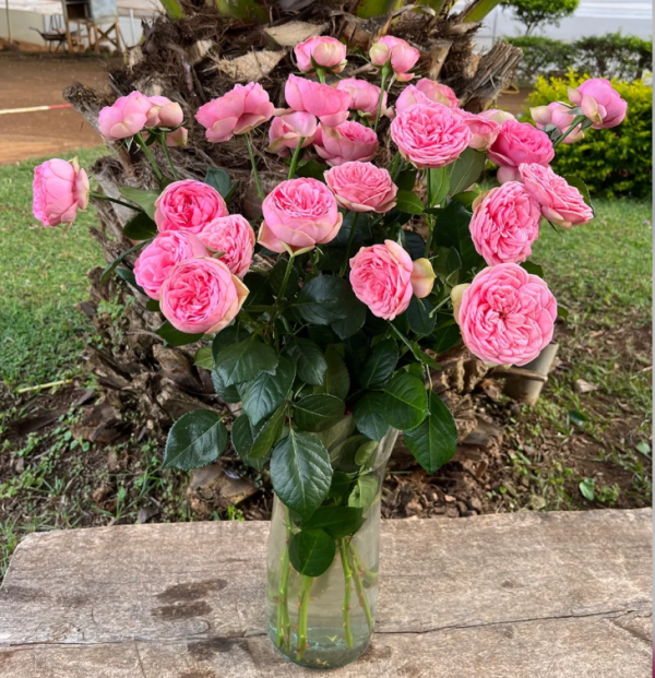 rose baronesse丨Your roses