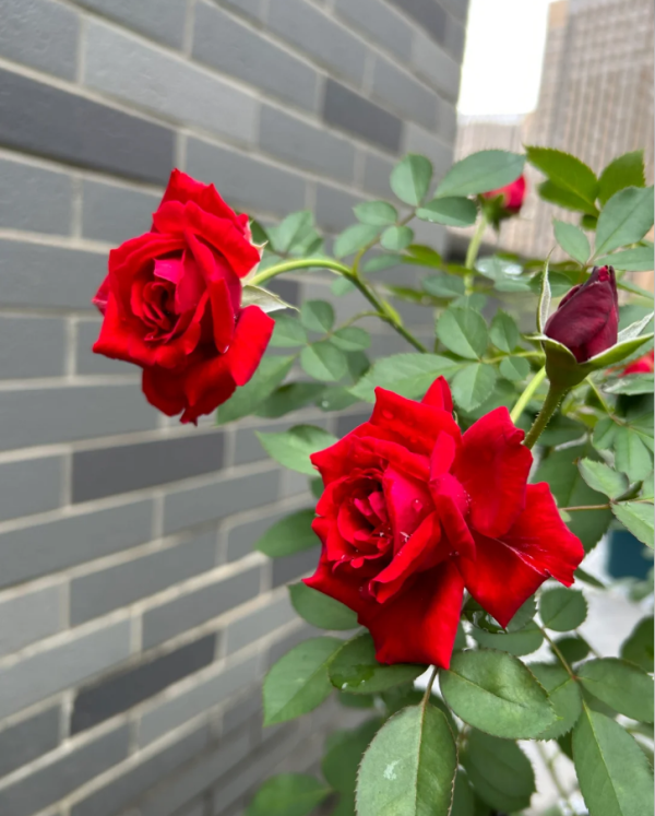 DORroug Rose for sale丨Your roses