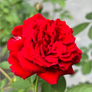 Belle de Régnié Rose丨Your roses