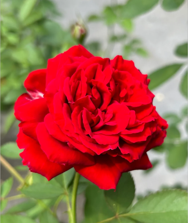 Belle de Régnié Rose丨Your roses