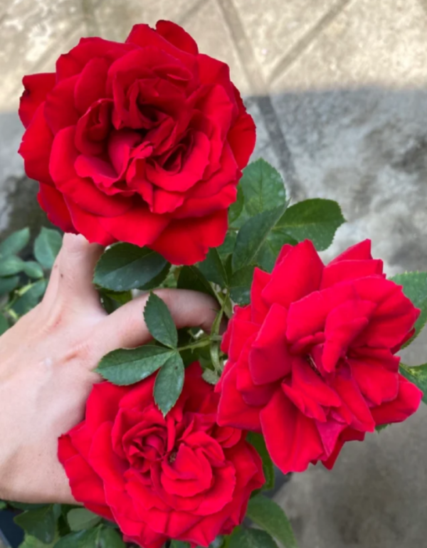 Belle de Régnié Rose Plant丨Your roses