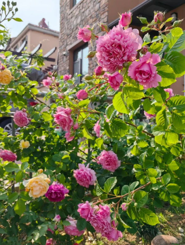 Bienvenue Climbing Rose 丨Your roses