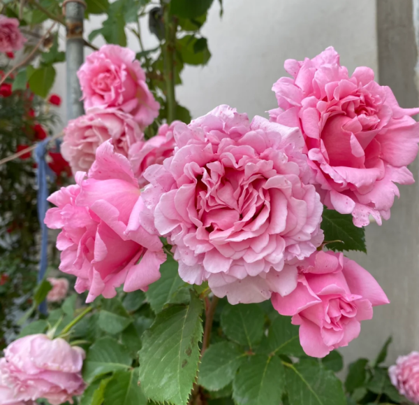 Bienvenue Rose丨Your roses