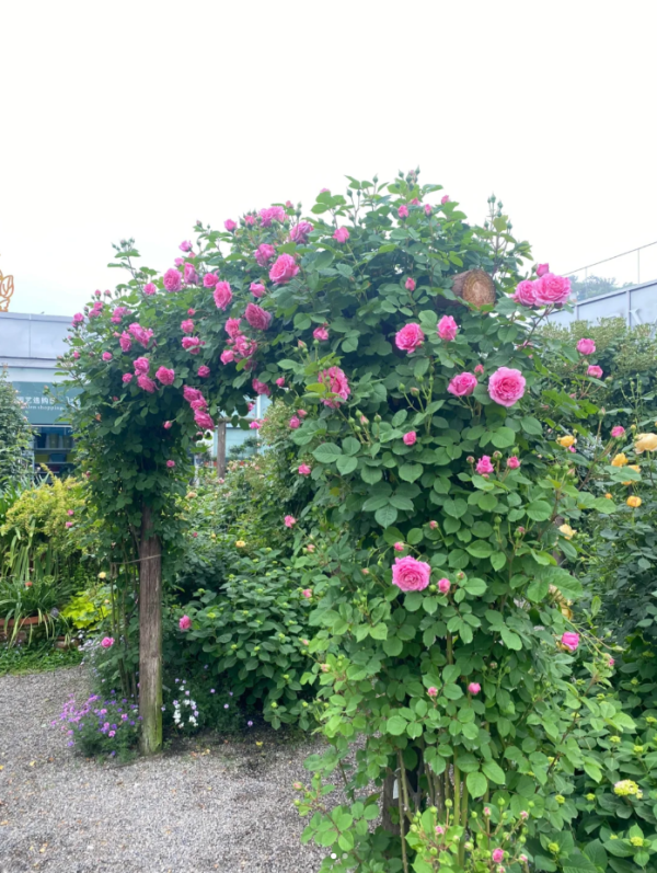 Bienvenue Climbing Rose for sale丨Your roses