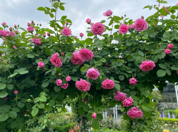 Bienvenue Rose for sale丨Your roses