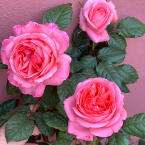 DELsaumparf Rose丨Your roses