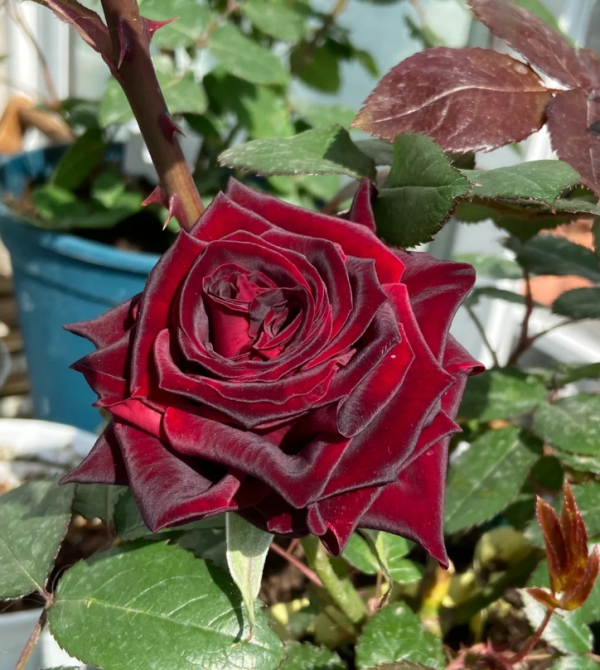 Magia Nera Rose丨Your roses
