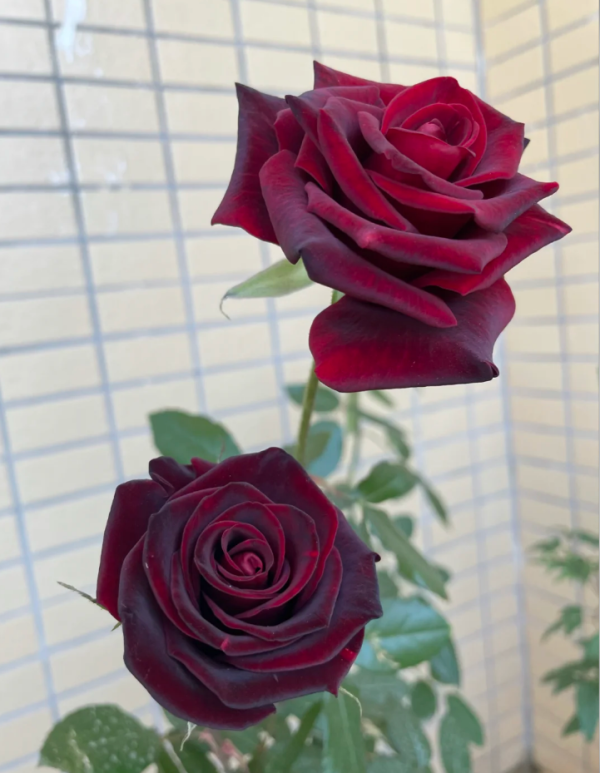 Black Magic Rose for sale丨Your roses