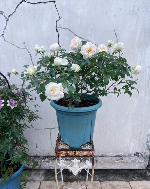 bolero rose for sale丨Your roses