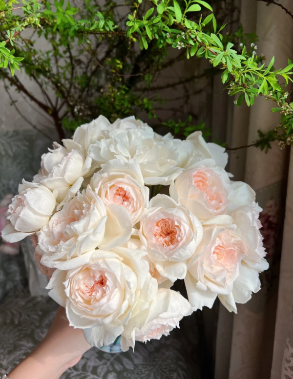 rose bolero丨Your roses