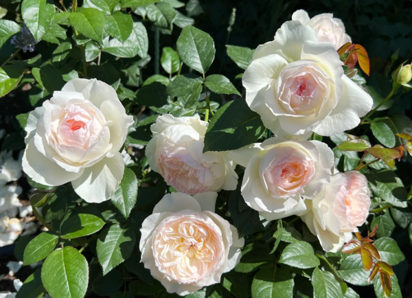 bolero rose bush丨Your roses