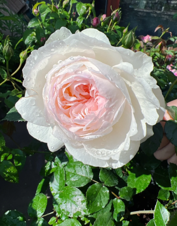 bolero rose丨Your roses