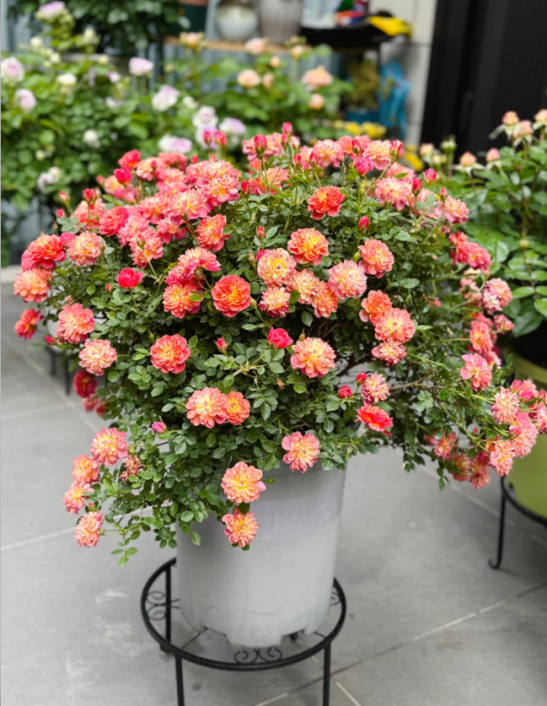 Cache Cache Rose丨Your roses
