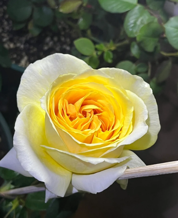 rose candlelight for sale丨Your roses