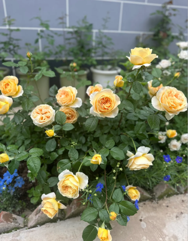 rose candlelight丨Your roses