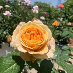 Candlelight Rose丨Your roses