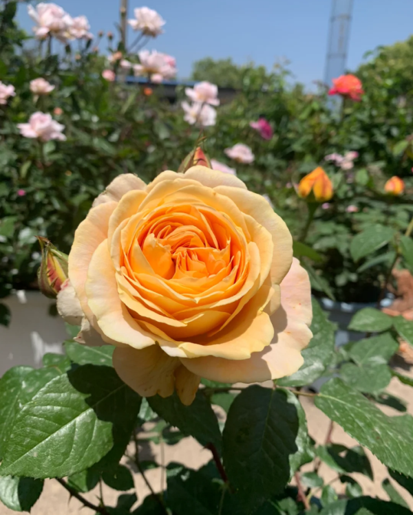 Candlelight Rose丨Your roses