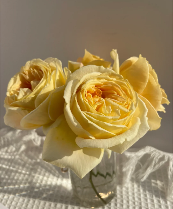 Candlelight Rose for sale丨Your roses