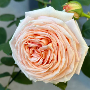 Capri Rose丨Your roses