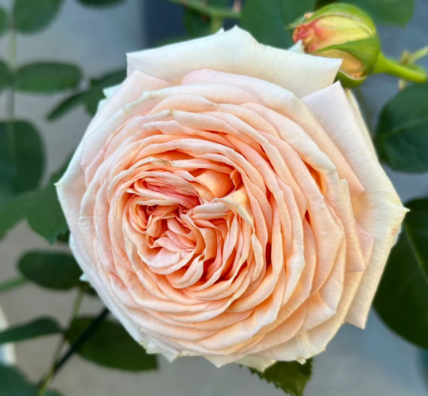 Capri Rose丨Your roses