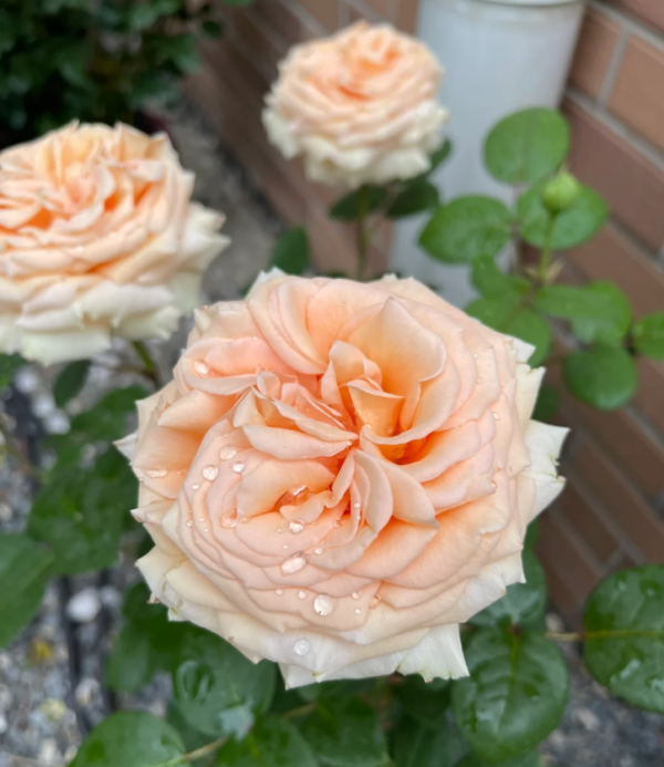 Lady Capri Rose for sale丨Your roses