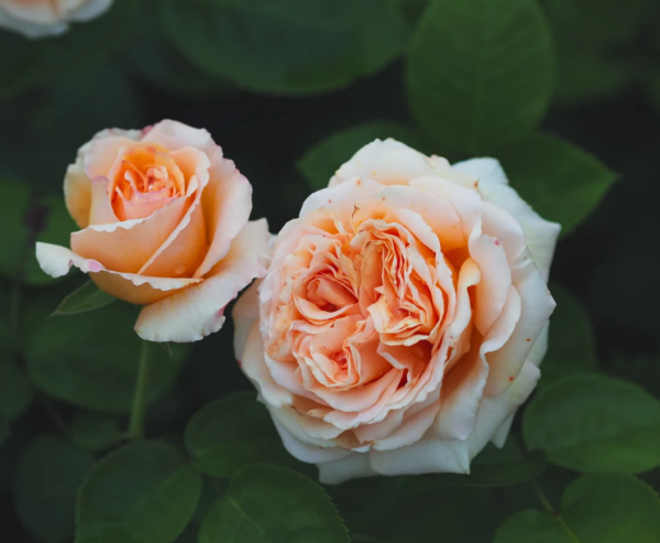 Capri Rose for sale丨Your roses