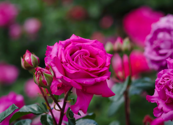 rose chartreuse de parme for sale丨Your roses